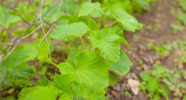 Proč listy na okurkách blednou